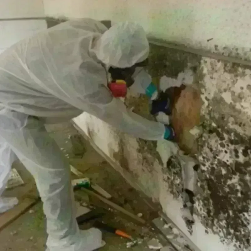 Mold Remediation and Removal in Lago Vista, TX